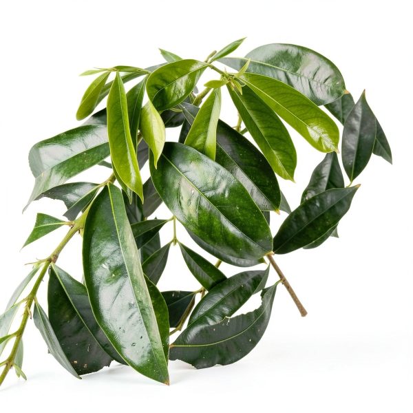 FullChea Soursop Leaves Tea Natural Herbal Immune Support-2